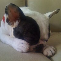 Adam Block (@ablock) 's Twitter Profile