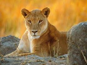 Backup Accnt of @LionessTwinks AAR love animals more than most ppl. Don't love animals, Don't follow!