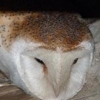 Sinéad Ní Gháirbhith (@sineadnig) 's Twitter Profile