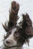 Dawgbrain's profile picture. 