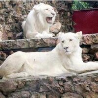 Karachi Zoo (@zookarachi) 's Twitter Profile