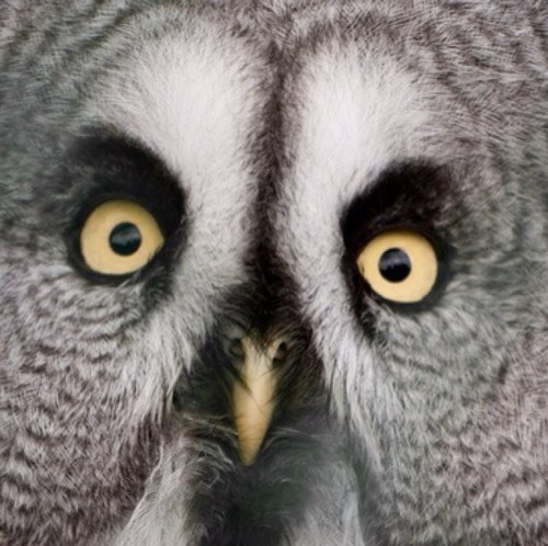 The owl's name is Lumpy... He isn't my owl but I like him...   also on the other place
