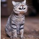 Alex Borysov - @cheshirysh - Twitter