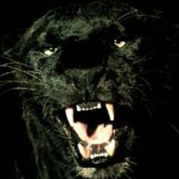 PanthersAFC2013 Profile Picture