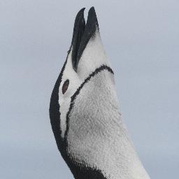 https://t.co/oMczTRXqYU Trying to save penguins around the Southern Ocean