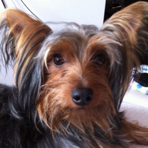 ShivaPurohit's profile picture. Im a 3yr old naughty yorkie who loves his twin sisters, cuddles, socks, treats and walks