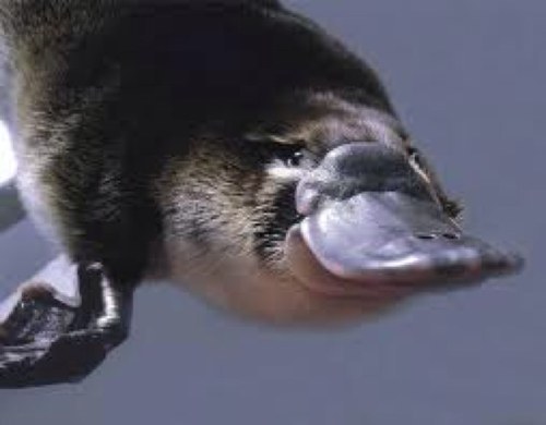 Professional platypus: UX/CX, IA, psychology, marketing [psych for profit], content strategy, dev, facilitating, mentoring.