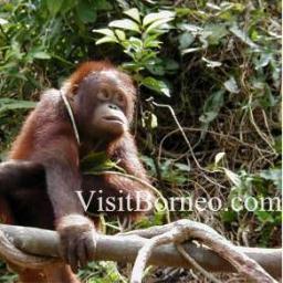 Borneo rainforest, conservation, orang utans, wildlife, nature, tours, holidays, trekking - Sabah, Sarawak, Brunei, Kalimantan