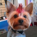 Lori LaValley - @Lori_LaValley - Twitter