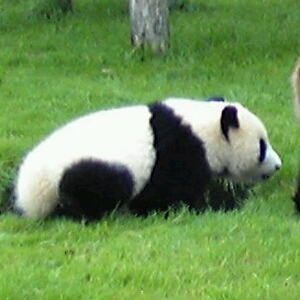 1173KUROKUROKUN's profile picture. 大阪生まれ大阪育ち 音楽とスキーと自然LOVE  ライブ三昧の日常
2019年春、長野県に移住しました
BEATLES、コブクロ、DREAMS COME TRUE、秦 基博、Superfly、槇原敬之、馬場俊英