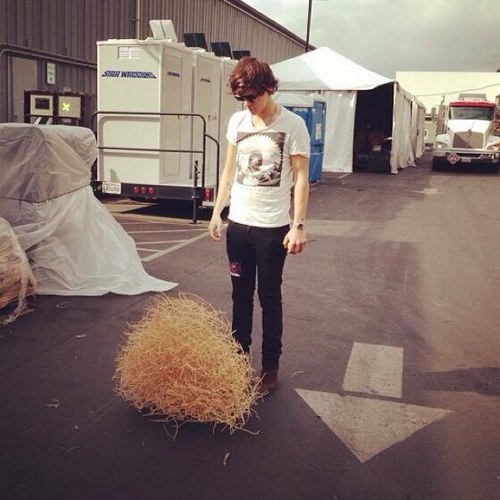 Wuddup basic bitches I'm @Harry_Styles little tumbleweed and I like profanity and if you don't like it then I don't give a fuck I'm a tumbleweed