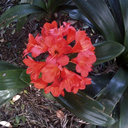 Amanda brits - @foxjes1 - Twitter