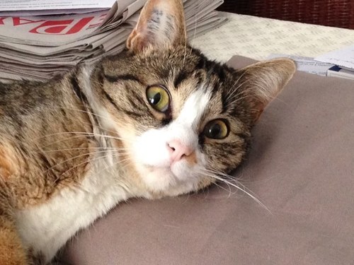 lavicado's profile picture. 