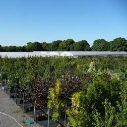 We are a well-established Surrey-based grower of hardy ornamental nursery stock supplying to the landscape industry.