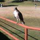 Chris Massingill - @critzgrant - Twitter