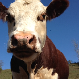 WIAgFoodLawSoc's profile picture. The club Twitter account of the Wisconsin Agriculture and Food Law Society at the UW Law School