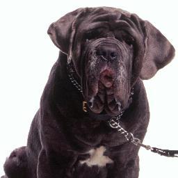 Booooof.  un Gran Danés, el más fiel compañero de Hagrid, vivo en su cabaña y en la cocina del castillo. Babas por doquier #SpanishHPFakes