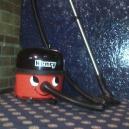 Fifth generation of Henry crew here after the sad demise of my predecessors, the most recent suffered a broken neck, sadly missed.