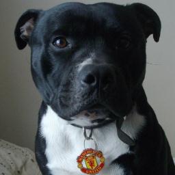 i'm rooney aka shropshires best pet.i'm a happy staffy and proud of it, my sister is @mischievousmiss