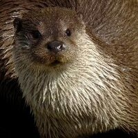 CaLutra (@calutra) 's Twitter Profile