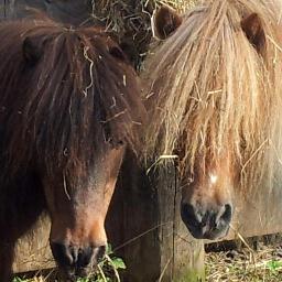 Hector's Gate is a forever home to an array of ponies, dogs, cats, chickens .. Animal sanctuary and registered charity. RIP Bonnie :( #hectorsgate