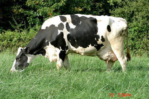 hasseltholstein's profile picture. Laarveld family, breeders of pedigree holsteins.