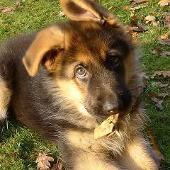 RoscoShepherd's profile picture. My mummy says i'm a cutie, but really i'm a little bit naughty. I love swimming and getting muddy and i'll do anything for my ball.