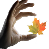 Hand Therapy Canada (@handtherapycan) 's Twitter Profile