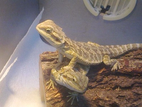 Angiedf12's profile picture. 