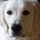 neil howard - @neilstweeting - Twitter