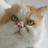 Romeothecat's profile image