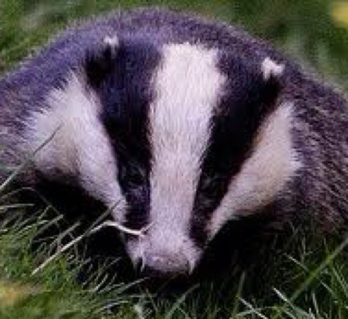 npton_badger's profile picture. A short legged member of the weasel family roaming the campus since 92, with my best friend scary sue xx