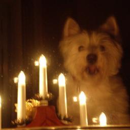 cairnlor's profile picture. 