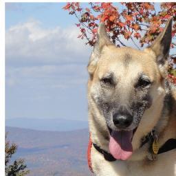 I is a rescued dog and I goes hiking. Sorry peeples but I only follows anipals. If you looks noggty or kreepy I will has to block you.