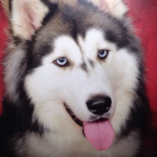 Iothehusky Instagram