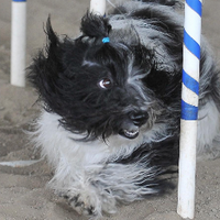 Cosmo HavaneseAX MXJ (@cosmohavanese) 's Twitter Profile