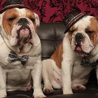 Princess Alexus & her sons Titan and Sparty (@cutespartacus) Twitter profile photo