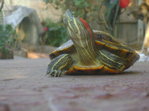 Soy una Tortuga muy coqueta me encanta nadar, Salir a mi patio, ir al parque, ME GUSTA EL PEPINO, la manzana, el durazno, la lechuga y la pera. :)