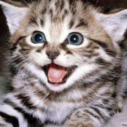 wecatshaveprobs's profile picture. got 99 problems & i'm a cat