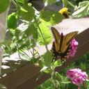 Barb Rowenhorst - @browenhorst - Twitter