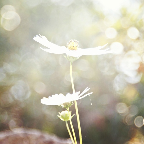 Beethovenbeaver's profile picture. 결국엔, 좋아하게 될거에요