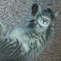 BoatsTheCat's profile picture. 