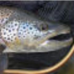 DarrenBnYYC's profile picture. 'Environmentalists should make good urbanists, since they understand systems, diversity, connectivity and interdependence.'
---Caryl Terrell