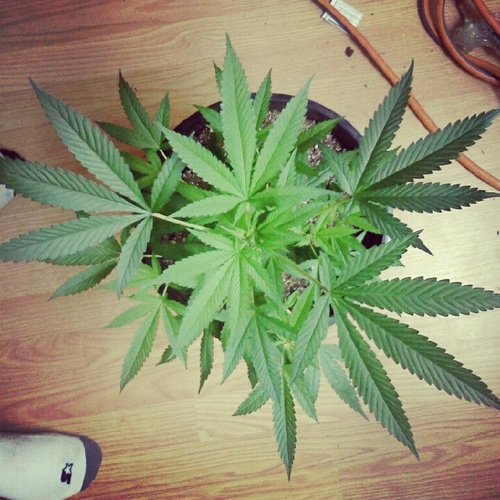 greenmachine993's profile picture. smoke weed everyday #FollowmeifyousupportMarijuanna