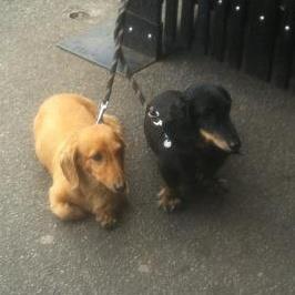 rossdechene's profile picture. Melbourne via Mt Gambier two-piece Ross de Chene Hurricanes posting the minutes from band meetings and results from their E-grade social basketball team.