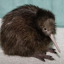 Kia Ora :)