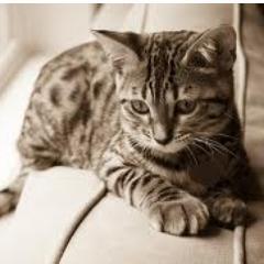 I Believe i will be resurrected  into a cat after i die.Tweets about my shameless life.=3
https://t.co/WjskjiJa
