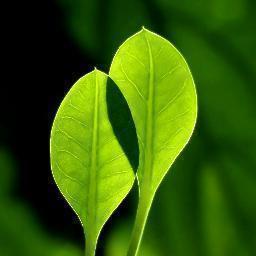 HindTruth's profile picture. 