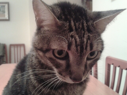 atalavera906's profile picture. 