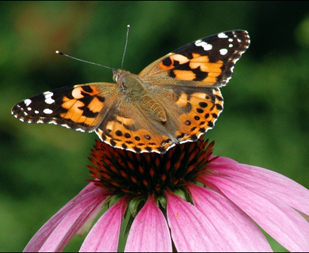 ForBusyMoms's profile picture. I'm a mother of 2 and I've lose weight effectively. I maintain good diet, exercise always etc.